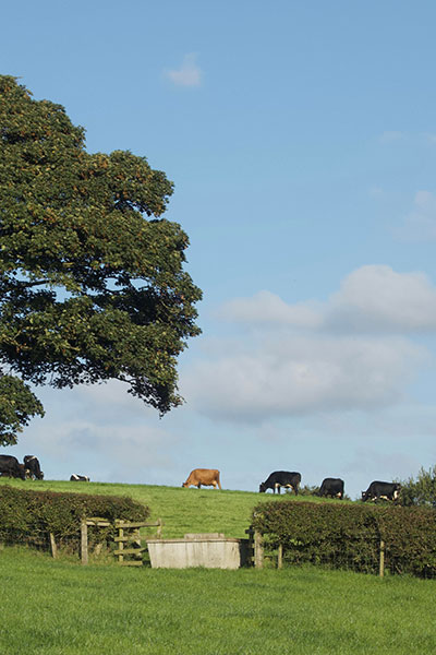 cows in a field surrounded by trees and fields